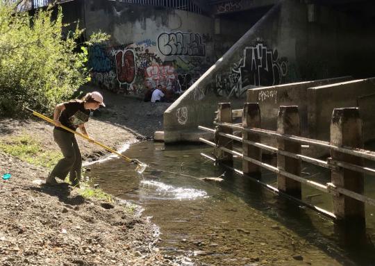 ​A Sonoma State student collects a water sample from the Santa Rosa Creek.